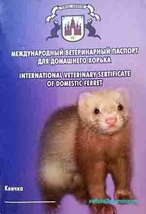 ветеринарный паспорт для хорька ветеринарный паспорт для хорька