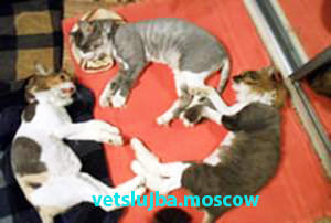колтуны у кошек колтуны у кошек