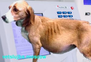 асцит у собак асцит у собак