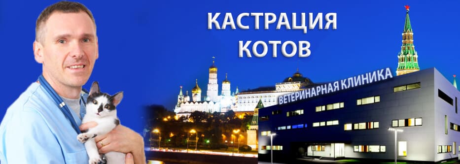 кастрация котов кастрация котов
