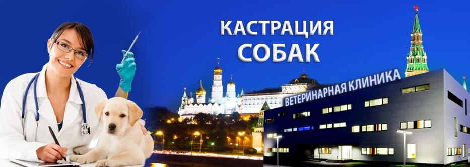 кастрация собак кастрация собак