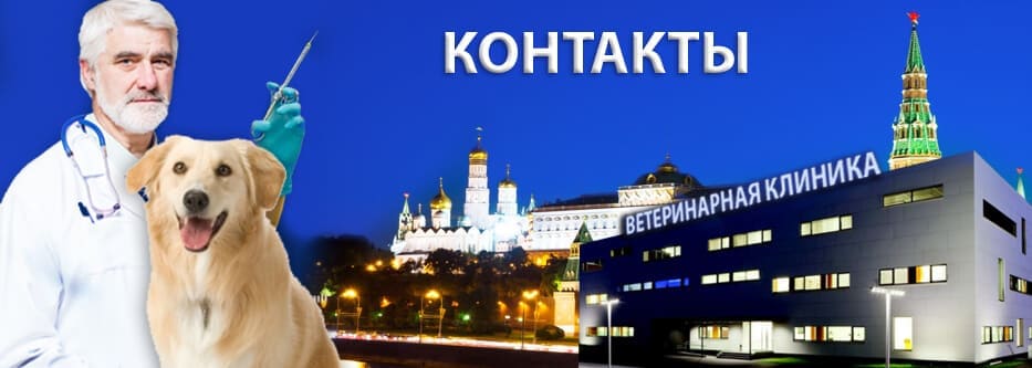 контакты ветклиник контакты ветклиник