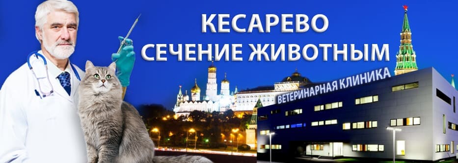 кесарево сечение животным кесарево сечение животным