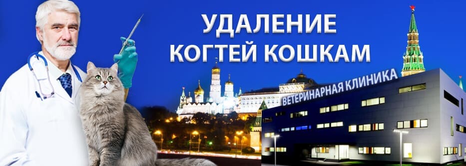 удаление когтей кошкам удаление когтей кошкам