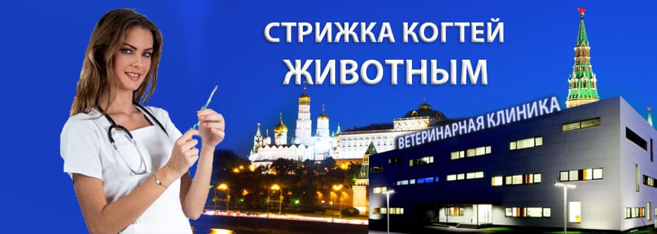 стрижка когтей стрижка когтей