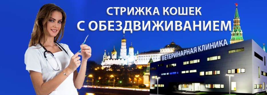 стрижка кошек с обездвиживанием стрижка кошек с обездвиживанием