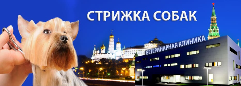 стрижка собак стрижка собак
