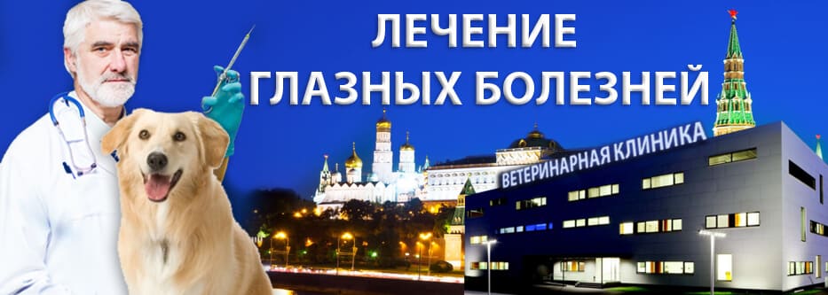 офтальмолог для животных офтальмолог для животных