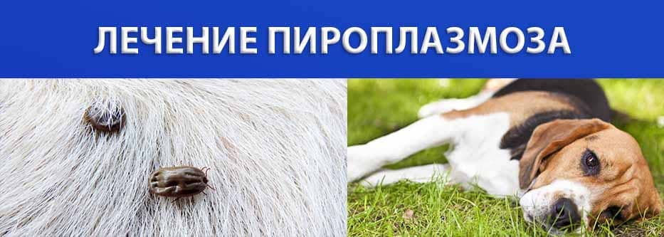 vet