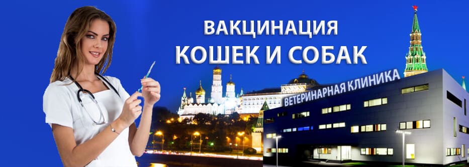 вакцинация кошек вакцинация кошек