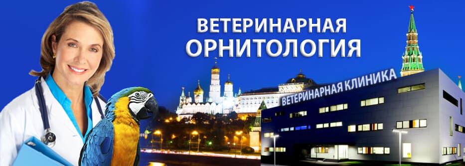 ветеринар орнитолог
