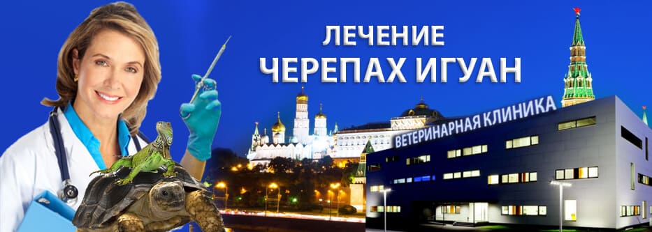 лечение черепах лечение черепах