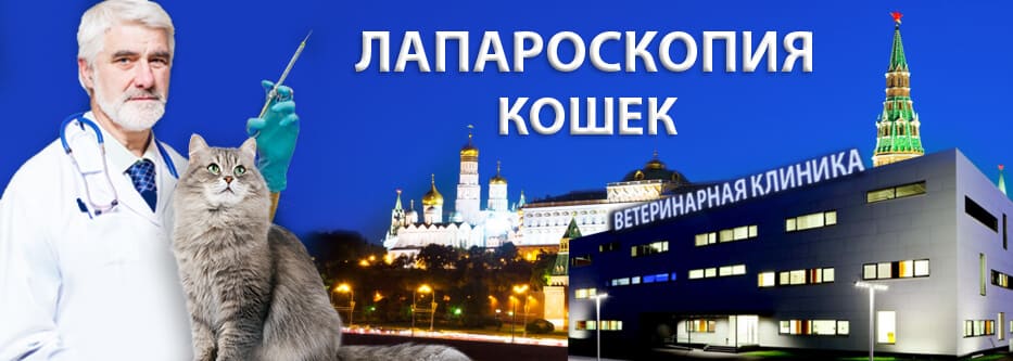 лапароскопия кошек лапароскопия кошек