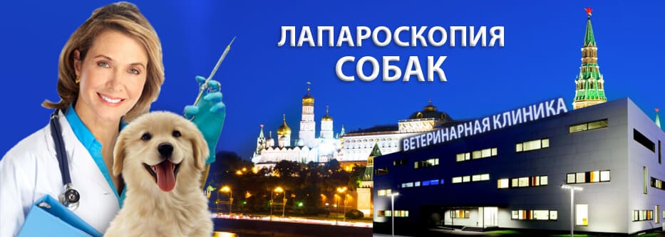 лапароскопия собак