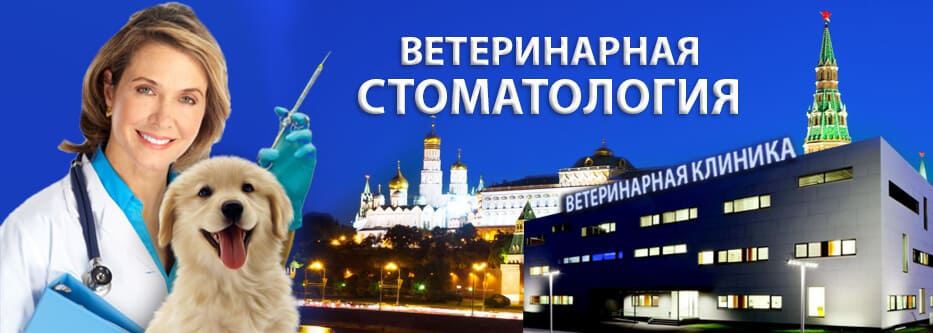 ветеринарная стоматология