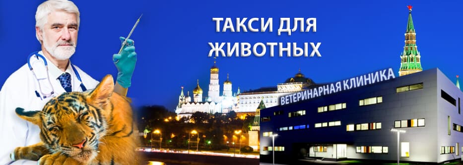 такси для животных такси для животных