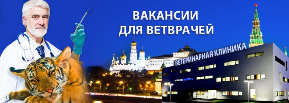 вакансии для ветврачей