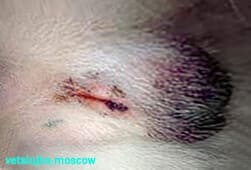 кастрация собаки москва кастрация собаки москва