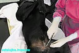 кастрировать собаку кастрировать собаку