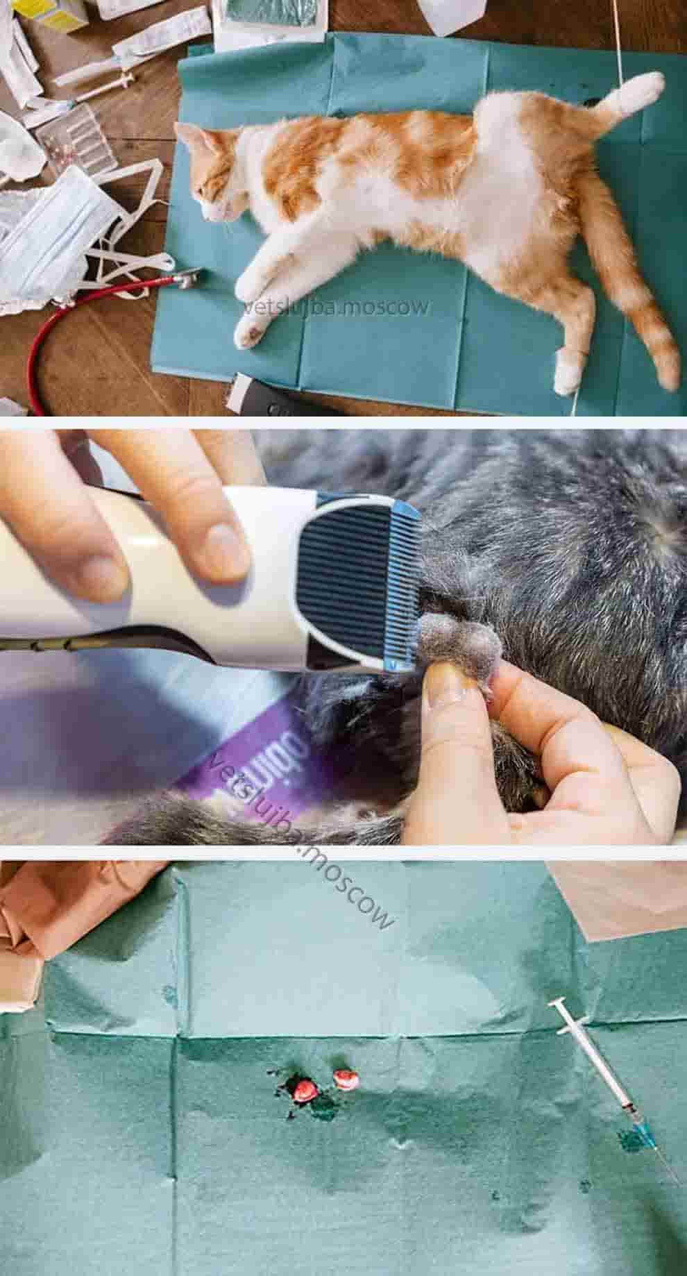 кастрация кота кастрация кота