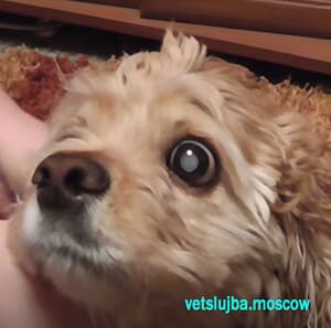 катаракта у собаки
