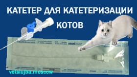 катетер коту катетер коту