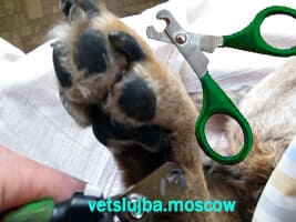 стрижка когтей стрижка когтей