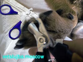 Стрижка когтей у собак Стрижка когтей у собак