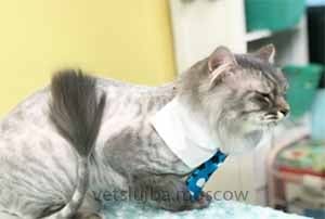 Стричь кошку Стричь кошку