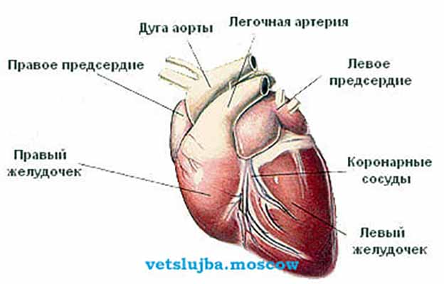 кардиолог собаке кардиолог собаке
