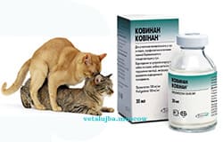 Ковинан Ковинан