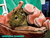 лечение дегу лечение дегу
