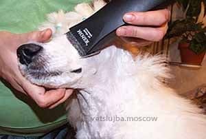 стрижка собак с наркозом стрижка собак с наркозом