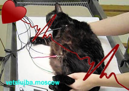 экг кошке экг кошке