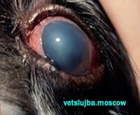 катаракта у собаки катаракта у собаки