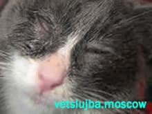 у кошки слезятся глаза у кошки слезятся глаза