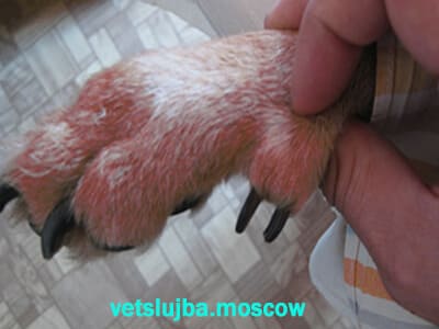 Прибылые пальцы Прибылые пальцы