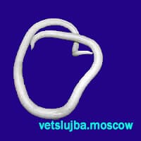 глисты у кошек глисты у кошек