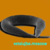 глисты у собак глисты у собак