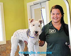 стрижка собак на дому