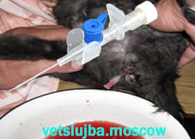 кот писает кровью кот писает кровью