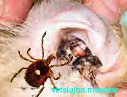 ушной клещ у кошек лечение ушной клещ у кошек лечение