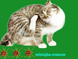 ушной клещ у кошек ушной клещ у кошек