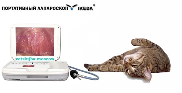 стерилизация кошек стерилизация кошек