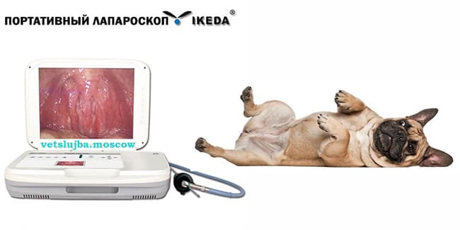 лапароскопия собаки