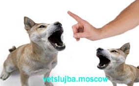 голосовые связки у собак голосовые связки у собак
