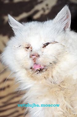 опухоль молочной железы кошка