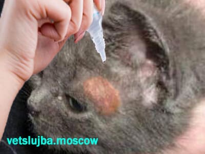 лишай у кошки лишай у кошки