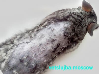 лишай у шиншиллы лишай у шиншиллы