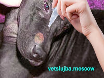 лишай у собаки лишай у собаки